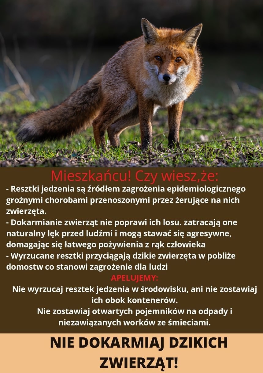 lis w mieście